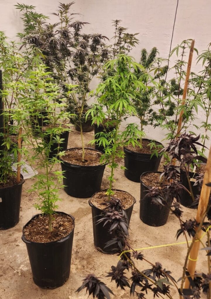 Estufa doméstica no Itaperi esconde 48 pés de maconha